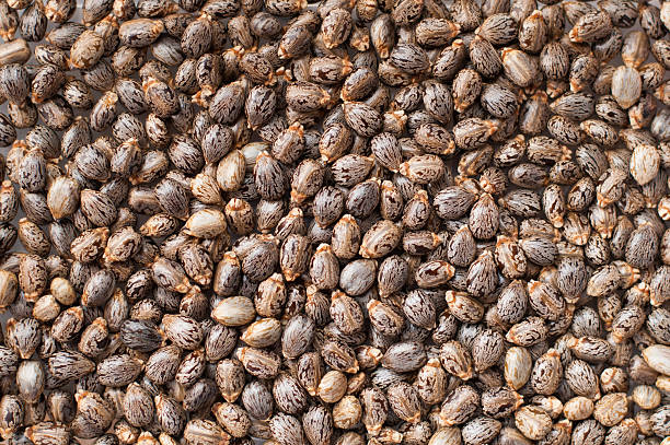 The Matel International - WhatsApp Image 2025-09-29 at 10.23.48 AM (2)